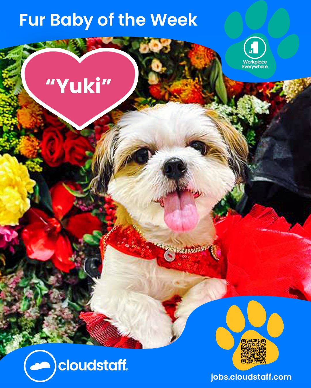 Fur Baby of the week Facebook post 8 October 2025 Yuki